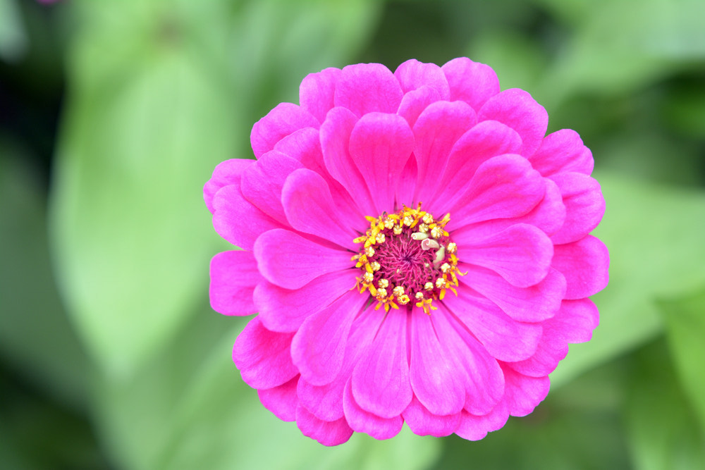 Bright pink zinnia flower in full bloom at Thomas Greenhouse & Gardens, Mukwonago, Wisconsin.